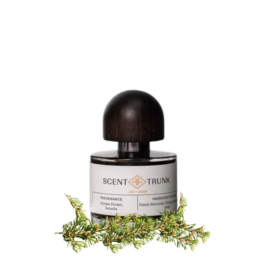 Black Hemlock